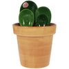 Cactus Ceramic Measuring Spoon Set